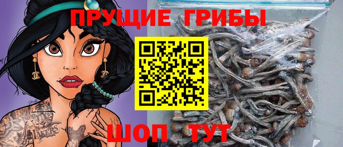 Псилоцибиновые грибы GOLDEN TEACHER Павлово